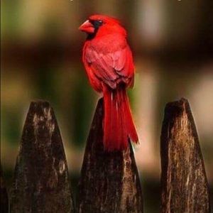 Meet your Posher, Beatrice